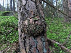 Tumor na borovici lesní (Pinus sylvestris L.) (50)
