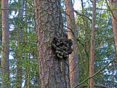 Tumor na borovici lesní (Pinus sylvestris L.) (