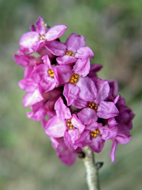 Lýkovec jedovatý (Daphne mezereum L.)