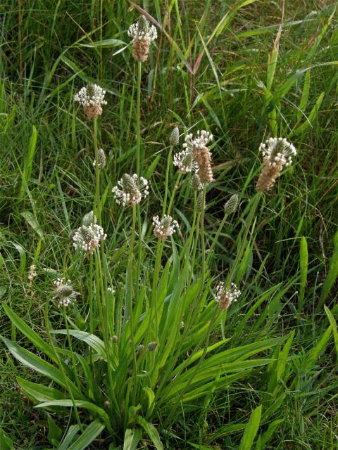 Jitrocel kopinatý (Plantago lanceolata L.)