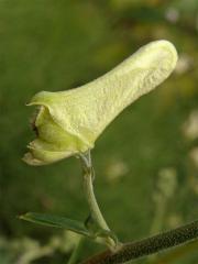 Oměj vlčí mor (Aconitum lycoctonum L.)