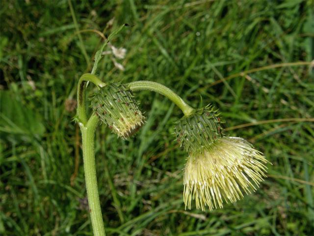Pcháč lepkavý (Cirsium erisithales (Jacq.) Scop.)