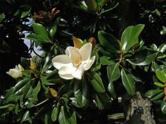 Šácholan velkokvětý (Magnolia grandiflora L.)