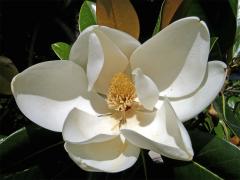 Šácholan velkokvětý (Magnolia grandiflora L.)
