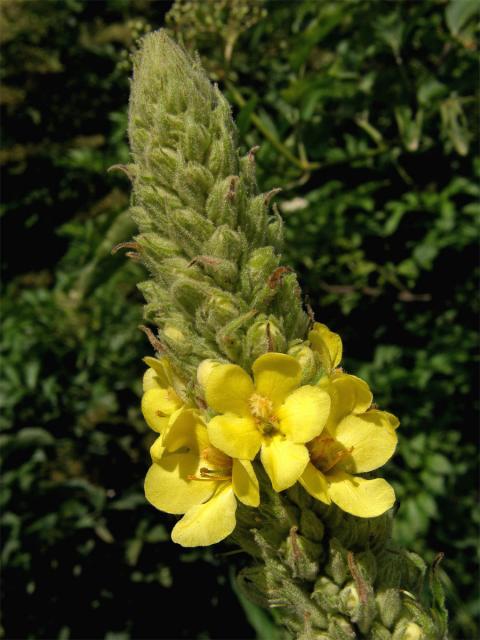 Divizna velkokvětá (Verbascum densiflorum Bertol.)