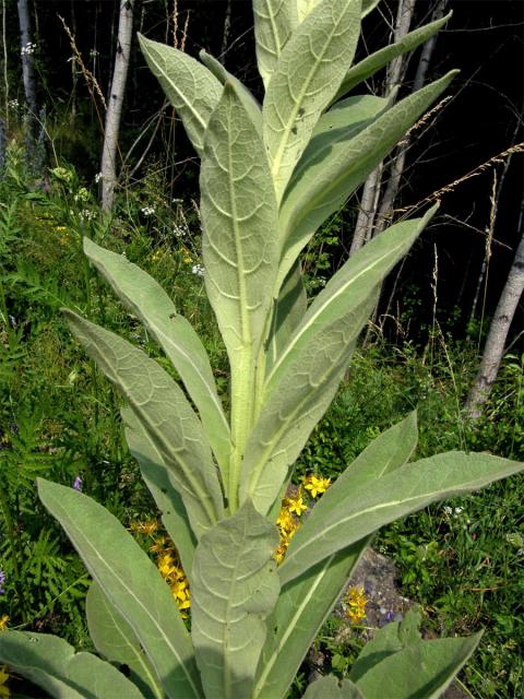 Divizna velkokvětá (Verbascum densiflorum Bertol.)