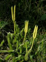 Čeleď: Plavuňovité (Lycopodiaceae Mirbel)