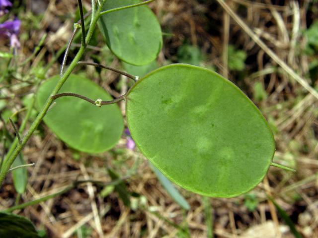 Měsíčnice roční (Lunaria annua L.)