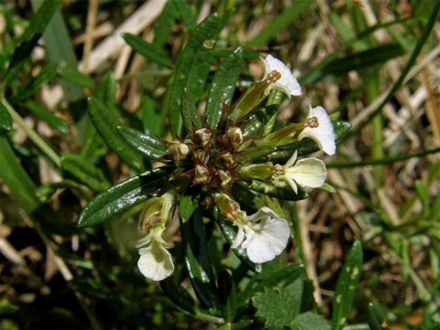 Ožanka chlumní (Teucrium montanum L.)