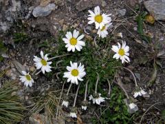 Kopretinka alpská (Leucanthemopsis alpina (L.) Heywood)