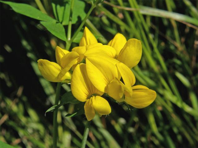 Štírovník bažinný (Lotus uliginosus Schkuhr)