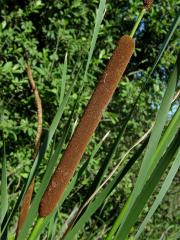 Orobinec úzkolistý (Typha angustifolia L.)