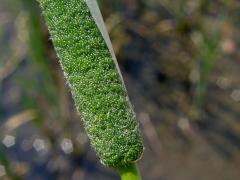 Orobinec úzkolistý (Typha angustifolia L.)