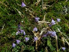 Dřípatka horská (Soldanella montana Willd.)