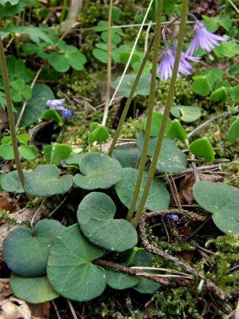 Dřípatka horská (Soldanella montana Willd.)