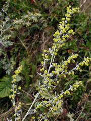 Pelyněk (Artemisia L.)
