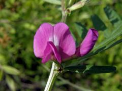 Vikev úzkolistá (Vicia angustifolia L.)