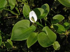 Ďáblík bahenní (Calla palustris L.)
