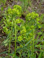 Pryšec (Euphorbia L.)