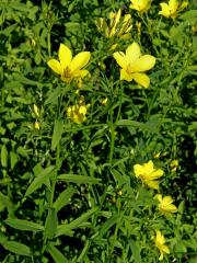 Len žlutý (Linum luteum L.)