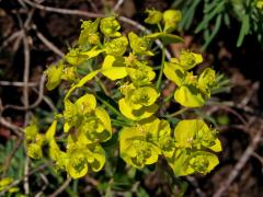 Pryšec chvojka (Euphorbia cyparissias L.)
