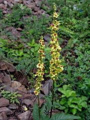 Divizna černá (Verbascum nigrum L.)