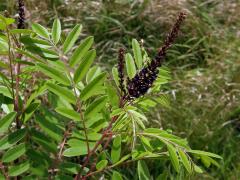 Netvařec křovitý (Amorpha fruticosa L.)