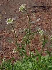 Kokoška pastuší tobolka (Capsella bursa-pastoris (L.) Med.)