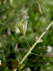 Kokoška pastuší tobolka (Capsella bursa-pastoris (L.) Med.)