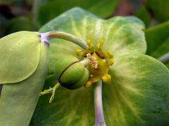 Pryšec skočcový (Euphorbia lathyris L.)