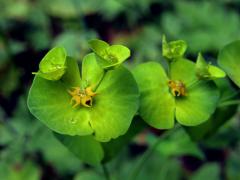 Pryšec mandloňovitý (Euphorbia amygdaloides L.)