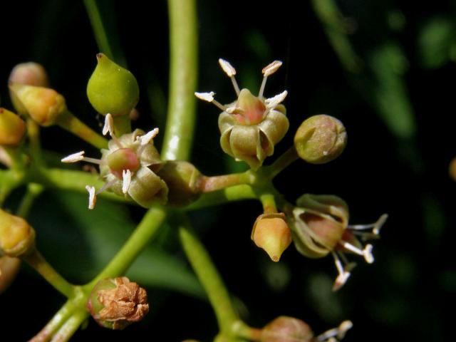 Loubinec popínavý (Parthenocissus inserta (Kerner) Fritsch)