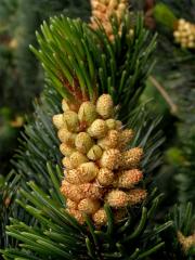 Borovice osinatá (Pinus aristata Engelm.)