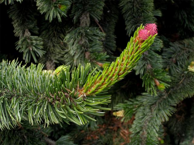 Borovice osinatá (Pinus aristata Engelm.)