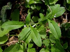Pomněnka řídkokvětá (Myosotis sparsiflora Pohl)