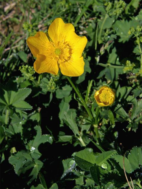 Pryskyřník pahorský (Ranunculus pseudomontanus Schur)