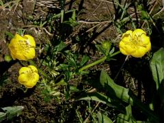 Pryskyřník pahorský (Ranunculus pseudomontanus Schur)