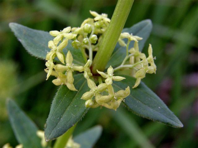 Svízelka lysá - Svízel jarní (Cruciata glabra (L). Ehrendf.)