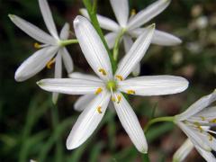 Bělozářka liliová (Anthericum liliago L.)