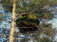 Čarověník na borovici lesní (Pinus sylvestris L.) (3)