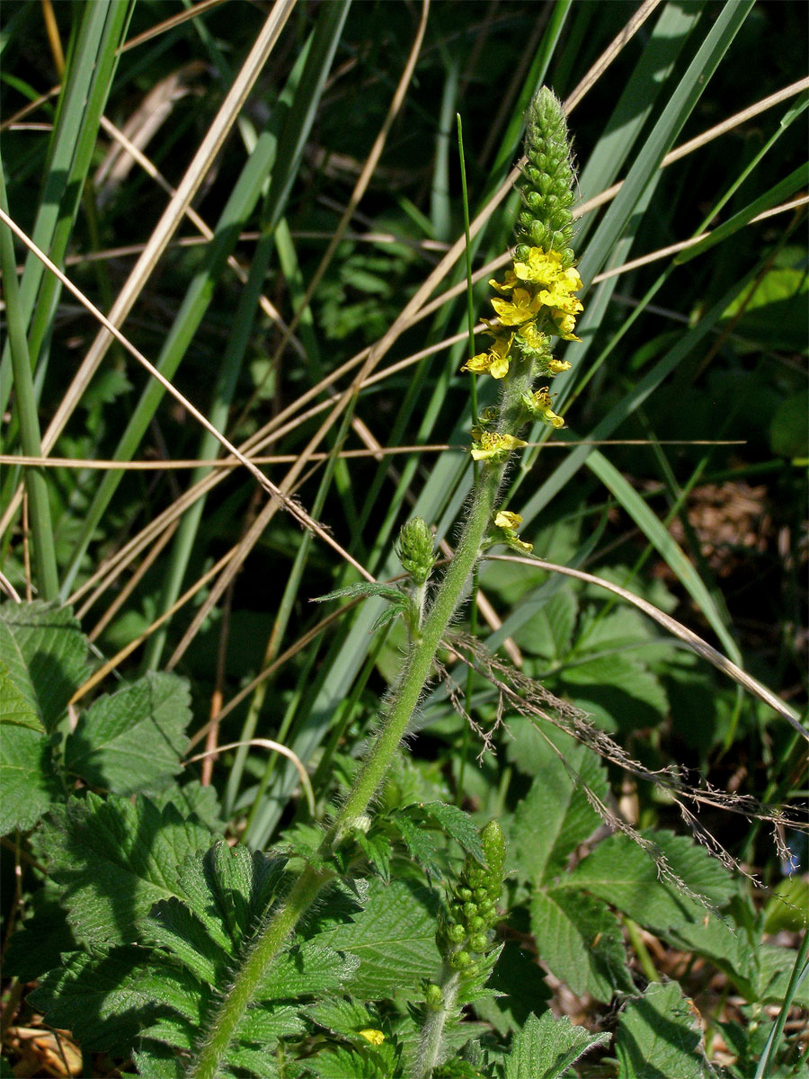 Řepík lékařský (Agrimonia eupatoria L.)