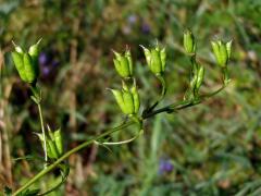 Oměj pestrý (Aconitum variegatum L.)