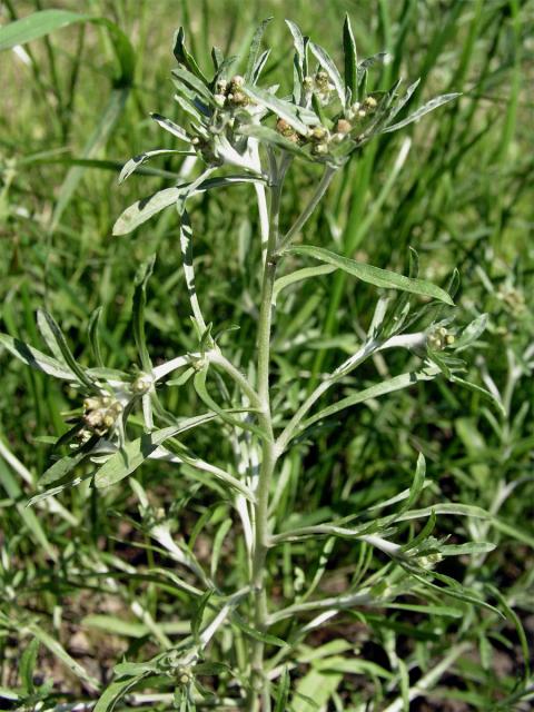 Protěž bažinná (Gnaphalium uliginosum L.)