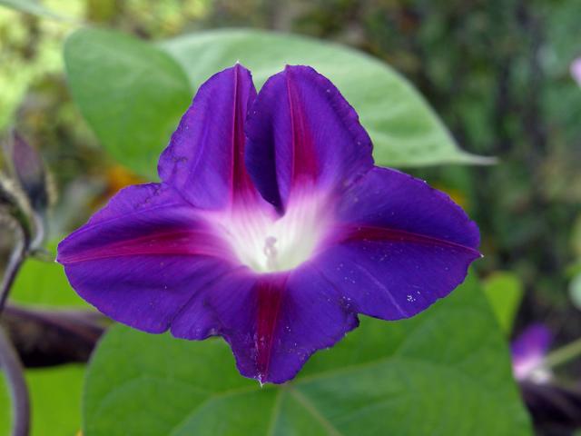 Povíjnice nachová (Ipomoea purpurea (L.) Roth) - asymetrický květ