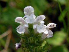 Černohlávek obecný (Prunella vulgaris L.) s bílými květy (1)