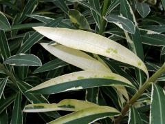 Oleandr obecný (Nerium oleander L.) (1b),  keř s částečným chyběním chlorofylu