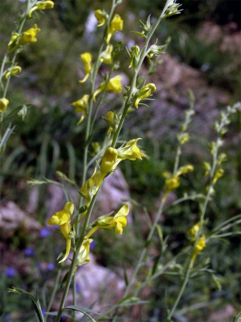 Lnice kručinkolistá (Linaria genistifolia (L.) Mill.)