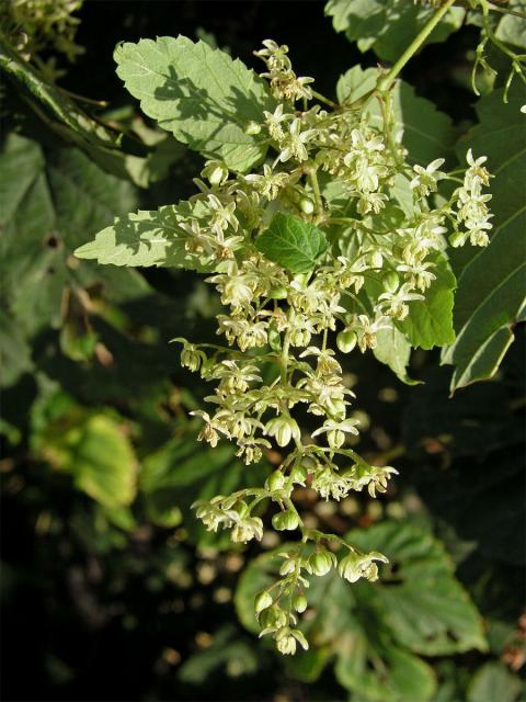Chmel otáčivý (Humulus lupulus L.)