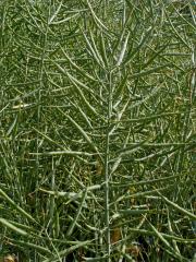 Brukev řepka (Brassica napus L.)