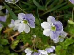 Rozrazil nitkovitý (Veronica filiformis Sm.) - vícečetné květy
